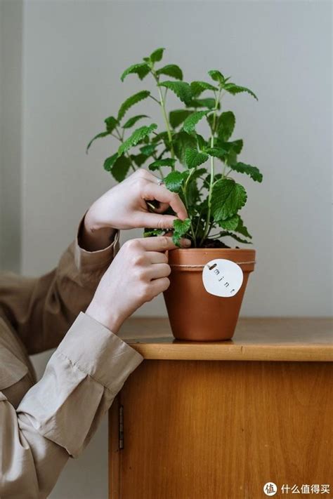 厕所植物|三种适合厕所卫生间摆放的绿植，高颜值祛味又除湿